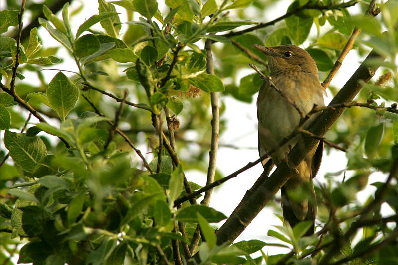 Viitasirkkalintu River Warbler (Locustella fluviatilis)