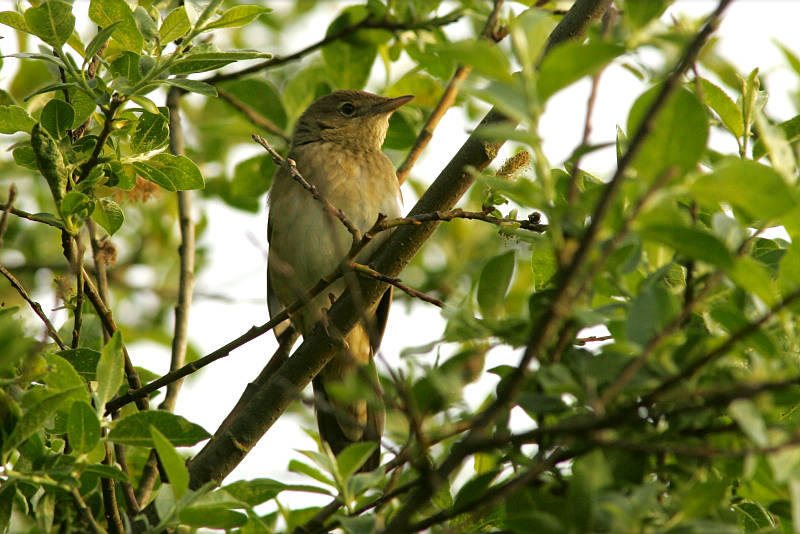 Viitasirkkalintu River Warbler (Locustella fluviatilis)