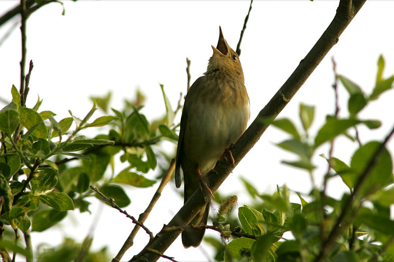Viitasirkkalintu River Warbler (Locustella fluviatilis)