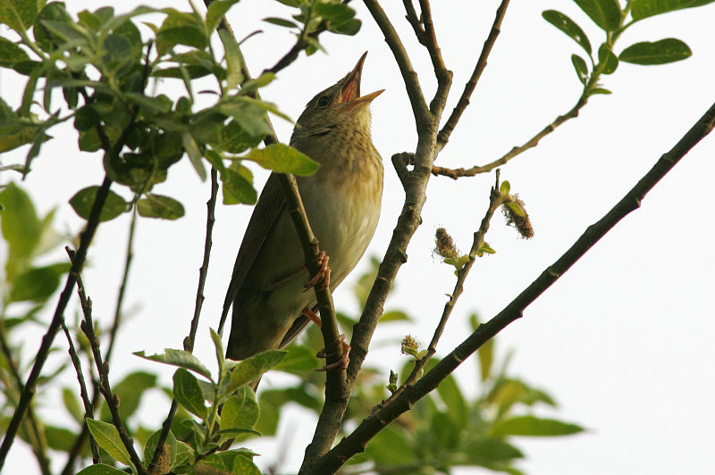 Viitasirkkalintu River Warbler (Locustella fluviatilis)