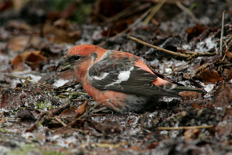 Kirjosiipik�pylintu, Two-barred Crossbill (Loxia leucoptera)