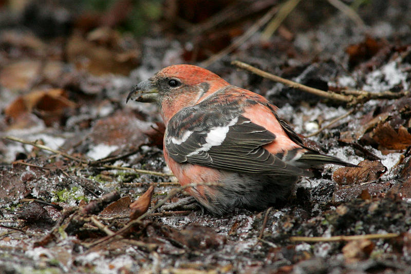 Kirjosiipik�pylintu, Two-barred Crossbill (Loxia leucoptera)