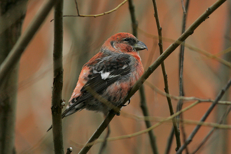 Kirjosiipik�pylintu, Two-barred Crossbill (Loxia leucoptera)