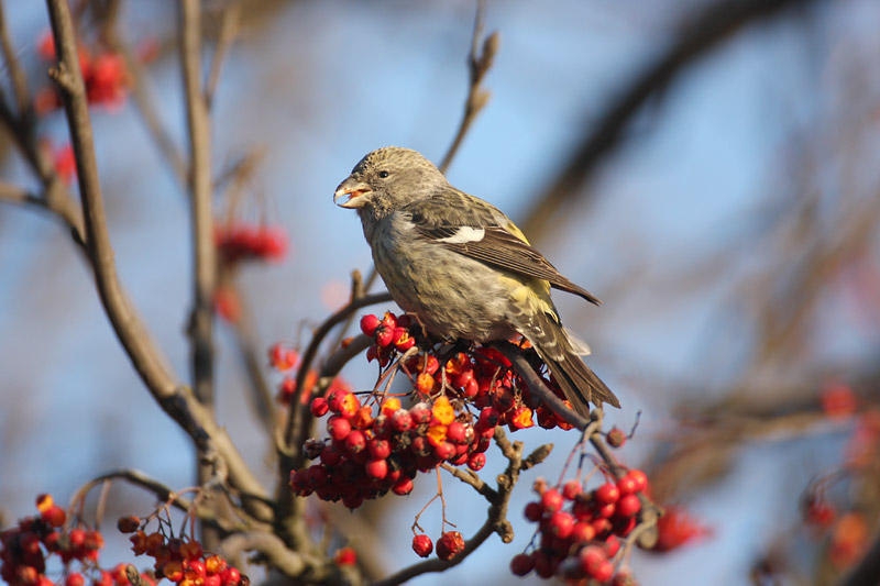 Kirjosiipik�pylintu, Two-barred Crossbill (Loxia leucoptera)