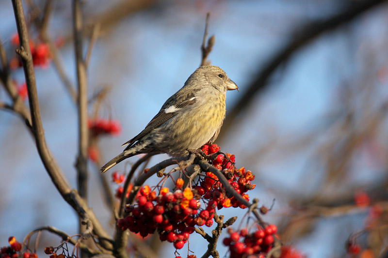 Kirjosiipik�pylintu, Two-barred Crossbill (Loxia leucoptera)