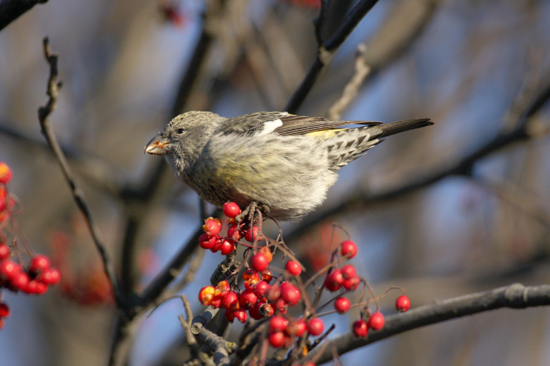 Kirjosiipik�pylintu, Two-barred Crossbill (Loxia leucoptera)