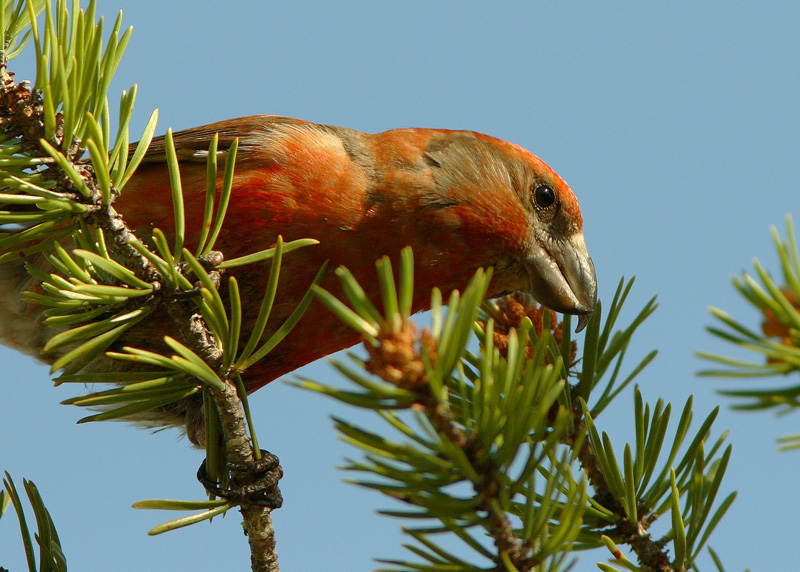Isok�pylintu Loxia pytyopsittacus