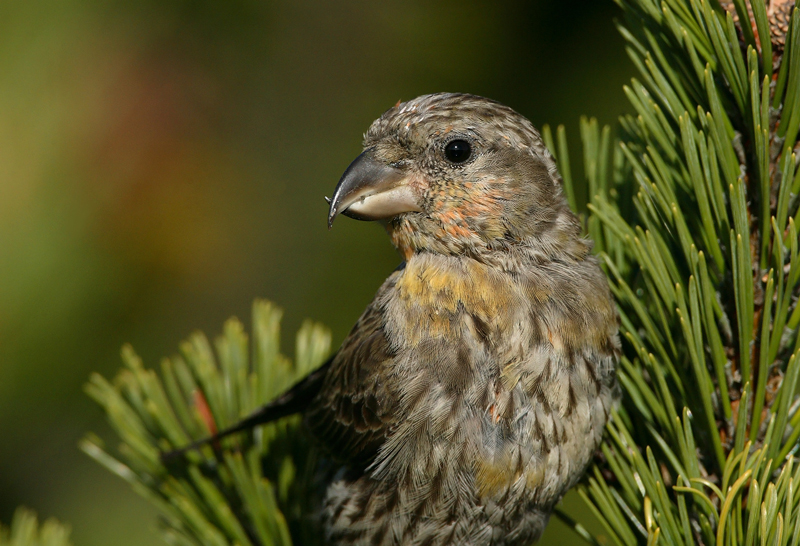 Isok�pylintu Loxia pytyopsittacus