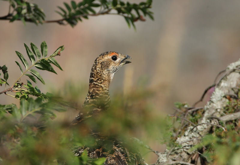 Teeri (Tetrao tetrix)