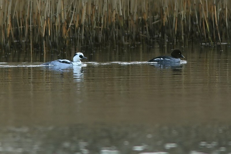 Uivelo Mergus albellus