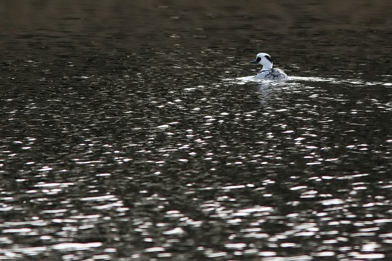 Uivelo Mergus albellus