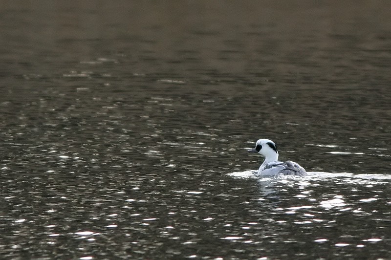 Uivelo Mergus albellus