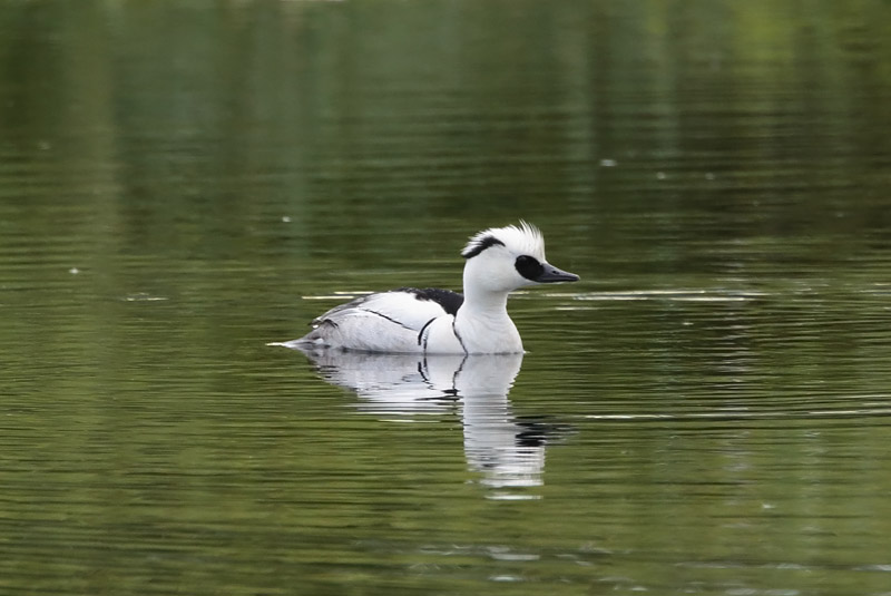 Uivelo Mergus albellus