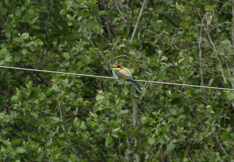 Mehil�issy�j� Bee-eater (Merops apiaster)