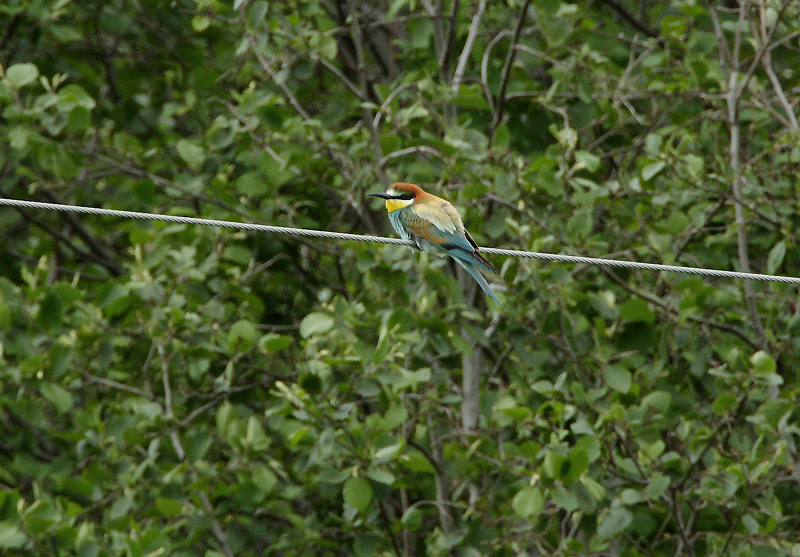Mehil�issy�j� Bee-eater (Merops apiaster)