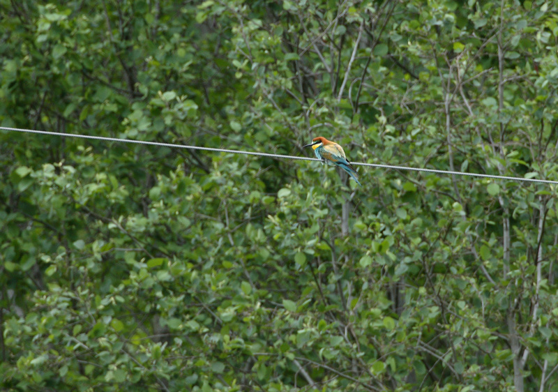 Mehil�issy�j� Bee-eater (Merops apiaster)