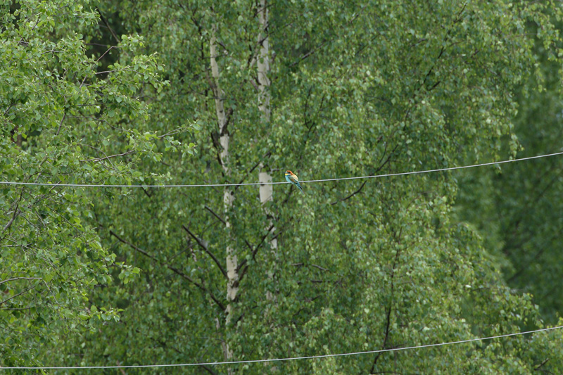 Mehil�issy�j� Bee-eater (Merops apiaster)