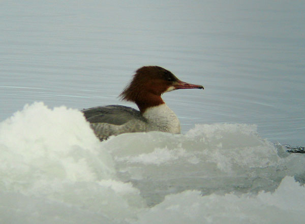 Isokoskelo