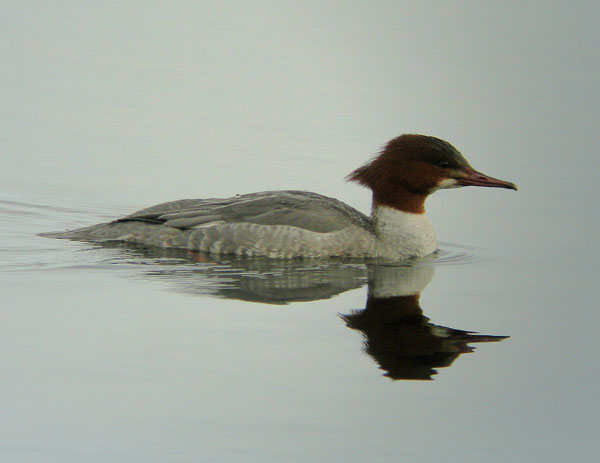 Isokoskelo