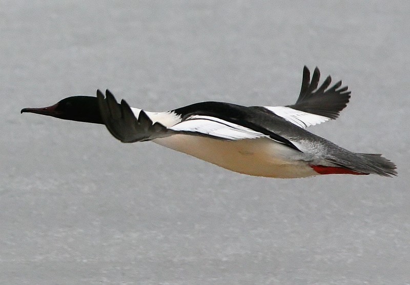 Isokoskelo, Goosander (Mergus merganser)
