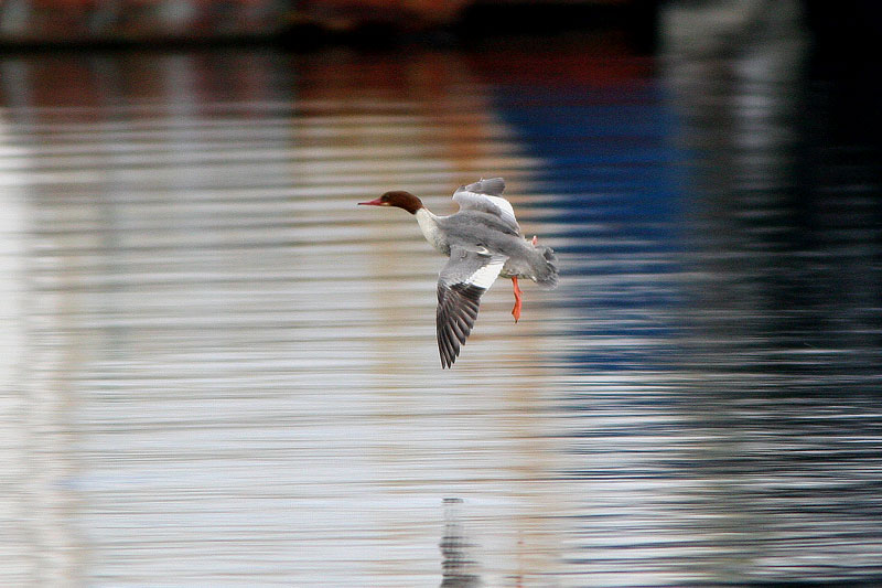 Isokoskelo, Goosander (Mergus merganser)