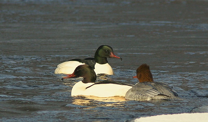 Isokoskelo, Goosander (Mergus merganser)