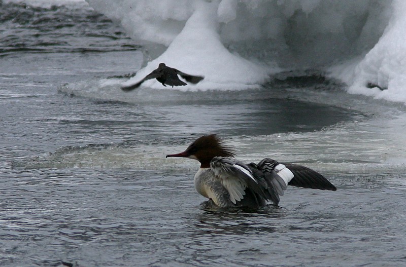 Isokoskelo, Goosander (Mergus merganser)