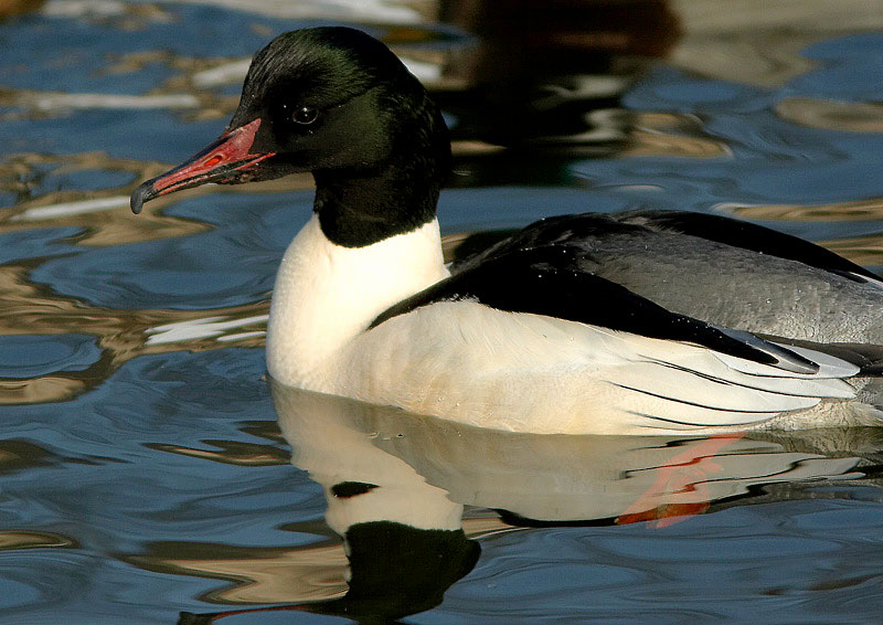 Isokoskelo, Goosander (Mergus merganser)