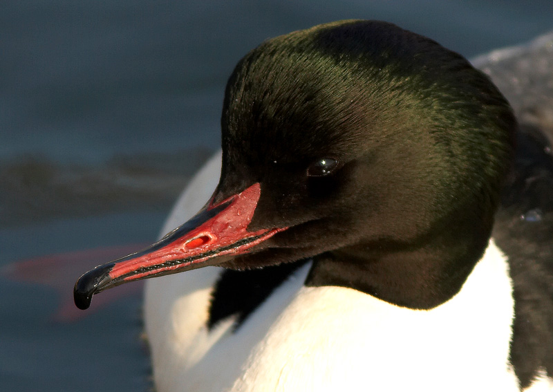 Isokoskelo, Goosander (Mergus merganser)