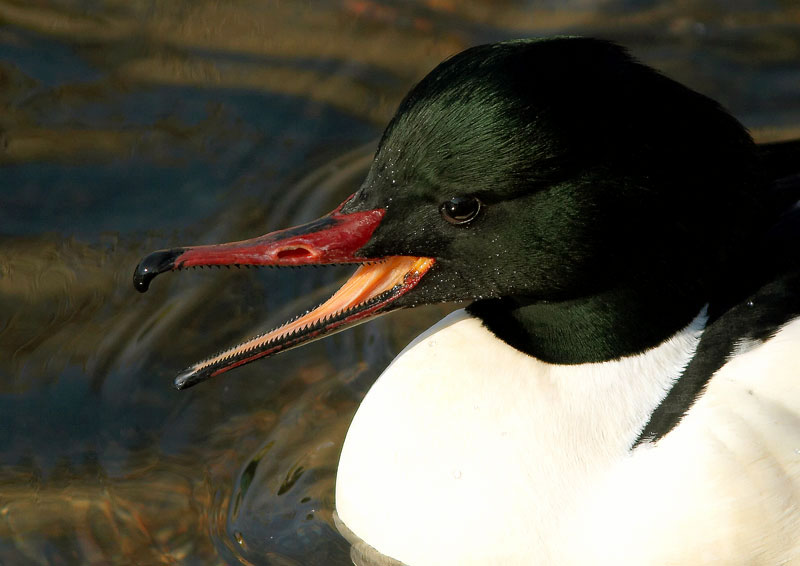Isokoskelo, Goosander (Mergus merganser)