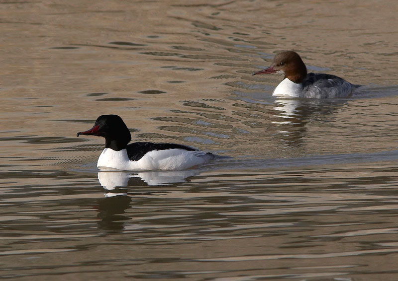 Isokoskelo, Goosander (Mergus merganser)