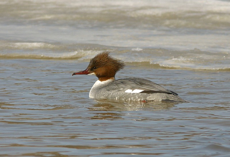 Isokoskelo, Goosander (Mergus merganser)