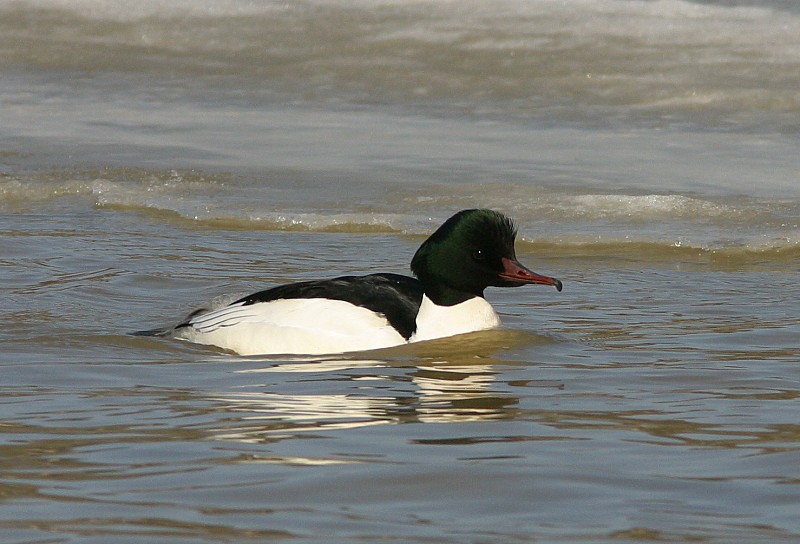 Isokoskelo, Goosander (Mergus merganser)