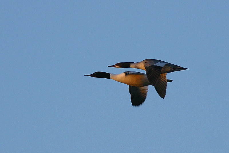Isokoskelo, Goosander (Mergus merganser)