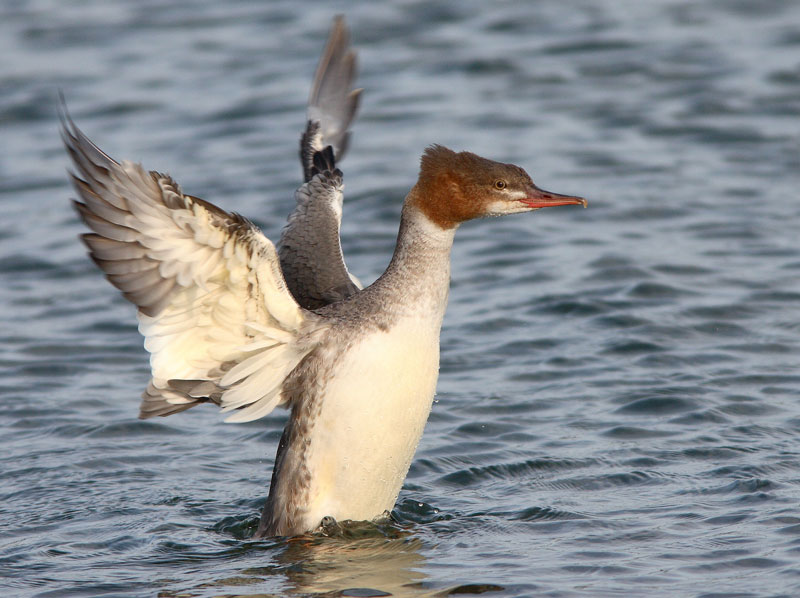 Isokoskelo, Goosander (Mergus merganser)