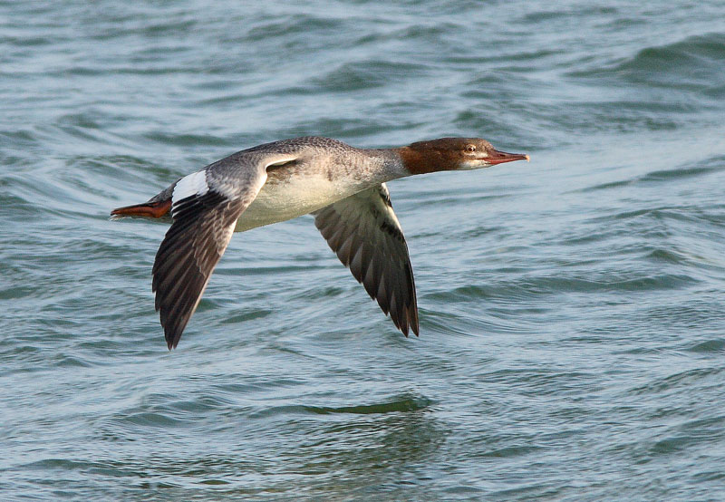 Isokoskelo, Goosander (Mergus merganser)