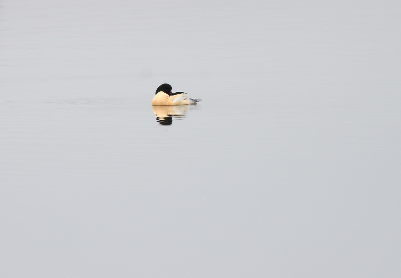 Isokoskelo, Goosander (Mergus merganser)