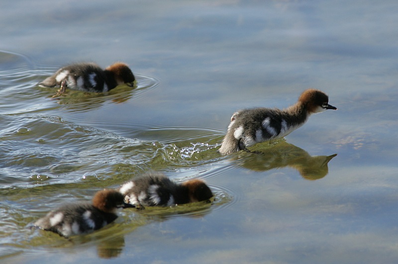 Isokoskelo, Goosander (Mergus merganser)
