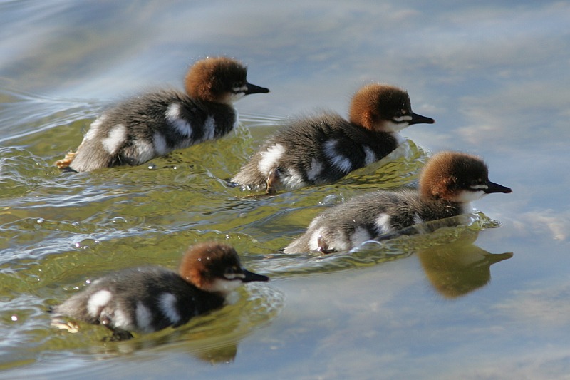 Isokoskelo, Goosander (Mergus merganser)
