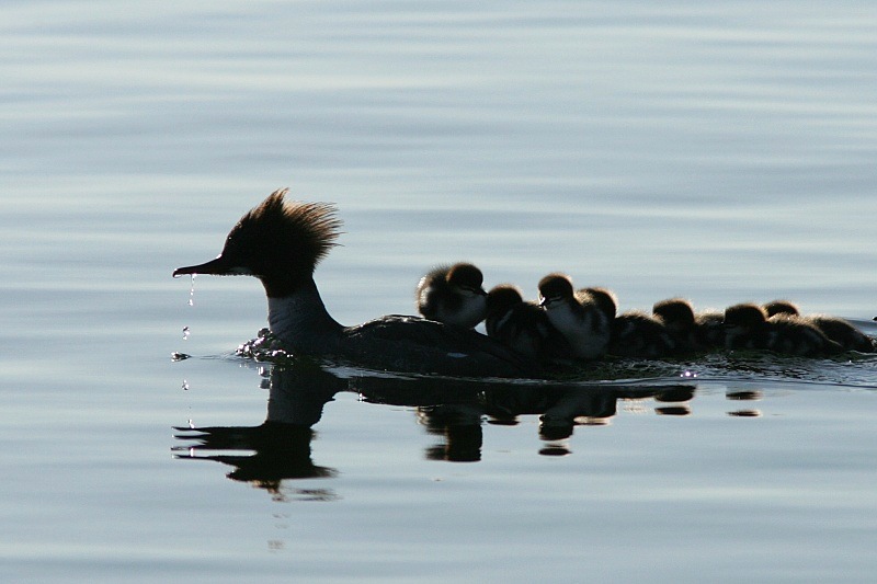 Isokoskelo, Goosander (Mergus merganser)