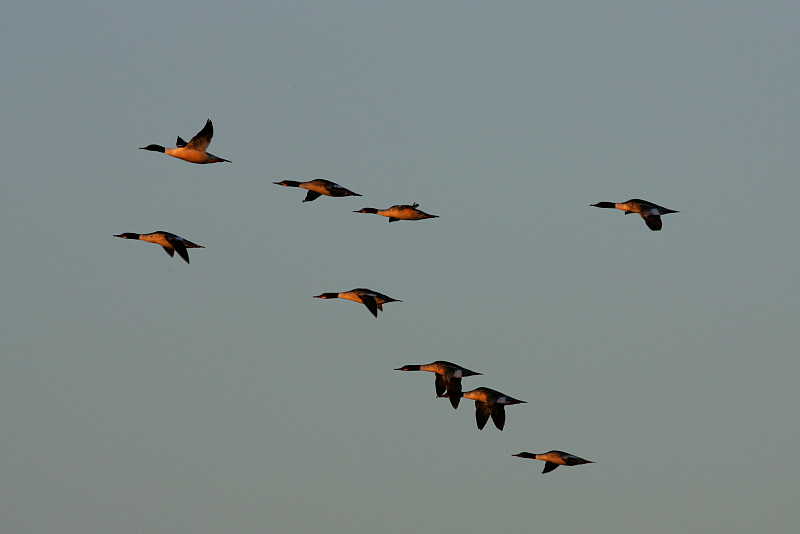 Isokoskelo, Goosander (Mergus merganser)