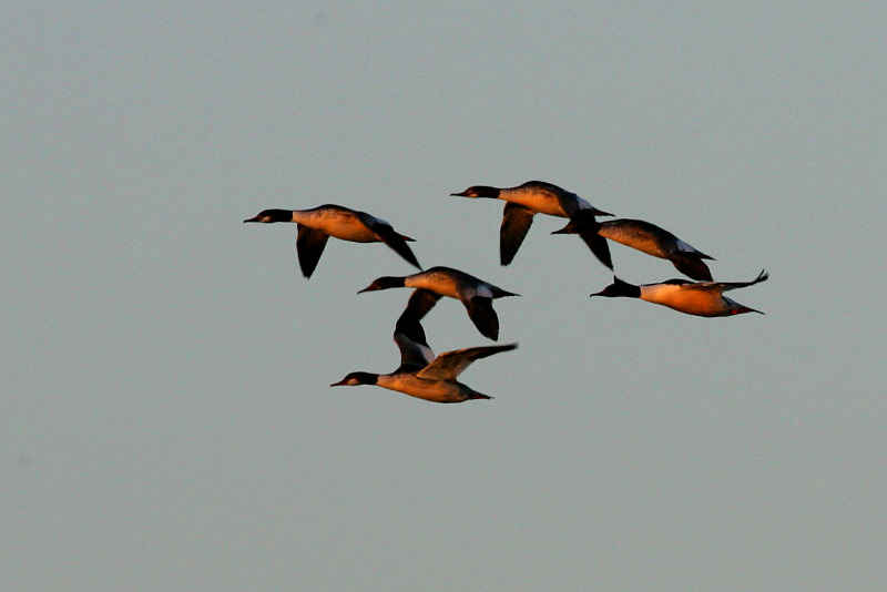 Isokoskelo, Goosander (Mergus merganser)