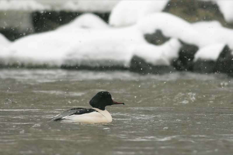 Isokoskelo, Goosander (Mergus merganser)