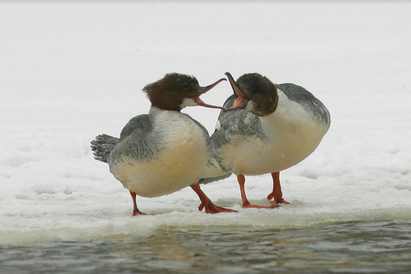 Isokoskelo, Goosander (Mergus merganser)