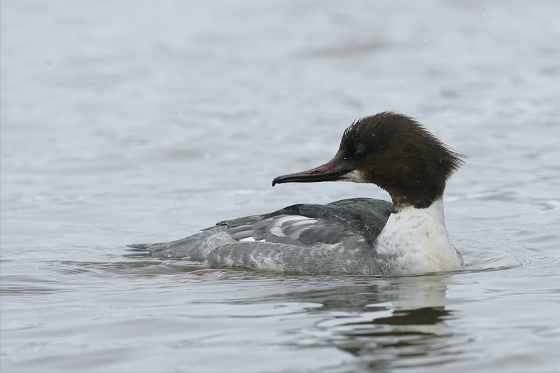 Isokoskelo, Goosander (Mergus merganser)