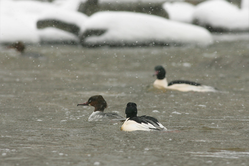 Isokoskelo, Goosander (Mergus merganser)