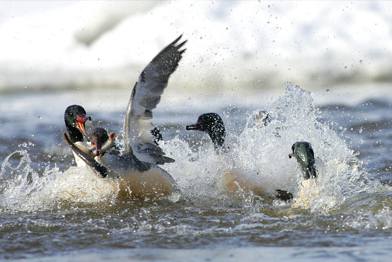 Isokoskelo, Goosander (Mergus merganser)