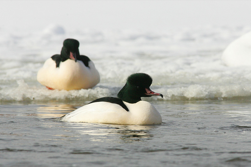 Isokoskelo, Goosander (Mergus merganser)