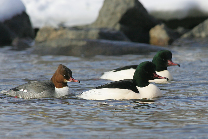 Isokoskelo, Goosander (Mergus merganser)