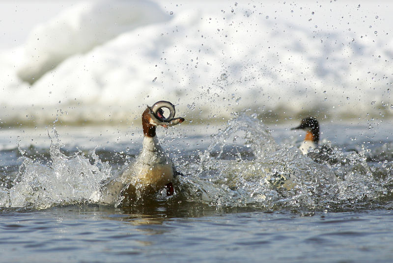Isokoskelo, Goosander (Mergus merganser)
